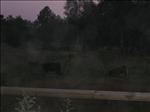 Sweden 2006-07 225